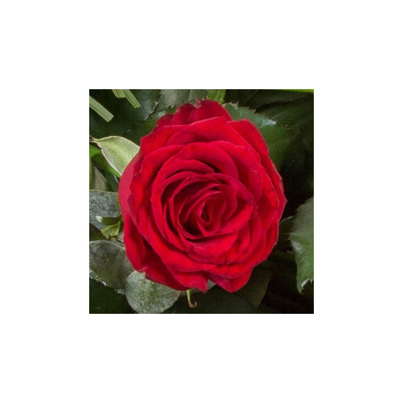 Classic Red Roses - same day or named day delivery - Rushes Florist