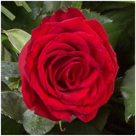 Classic Red Roses - same day or named day delivery - Rushes Florist