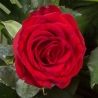 Classic Red Roses - same day or named day delivery - Rushes Florist