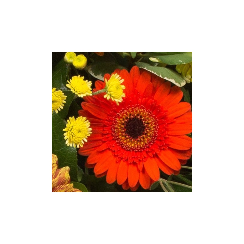 Orange and Gold Spray - same day or named day delivery - Rushes Florist