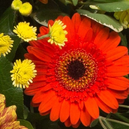 Orange and Gold Spray - same day or named day delivery - Rushes Florist