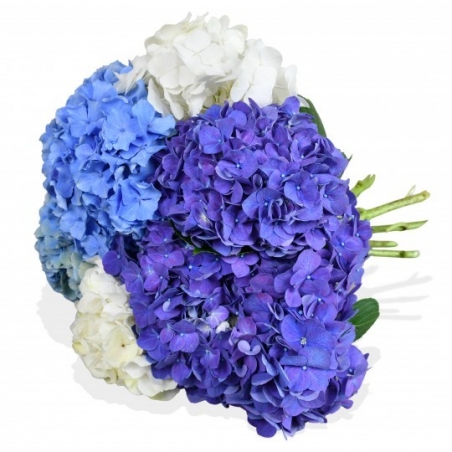 Happy Hydrangea - same day or named day delivery - Rushes Florist