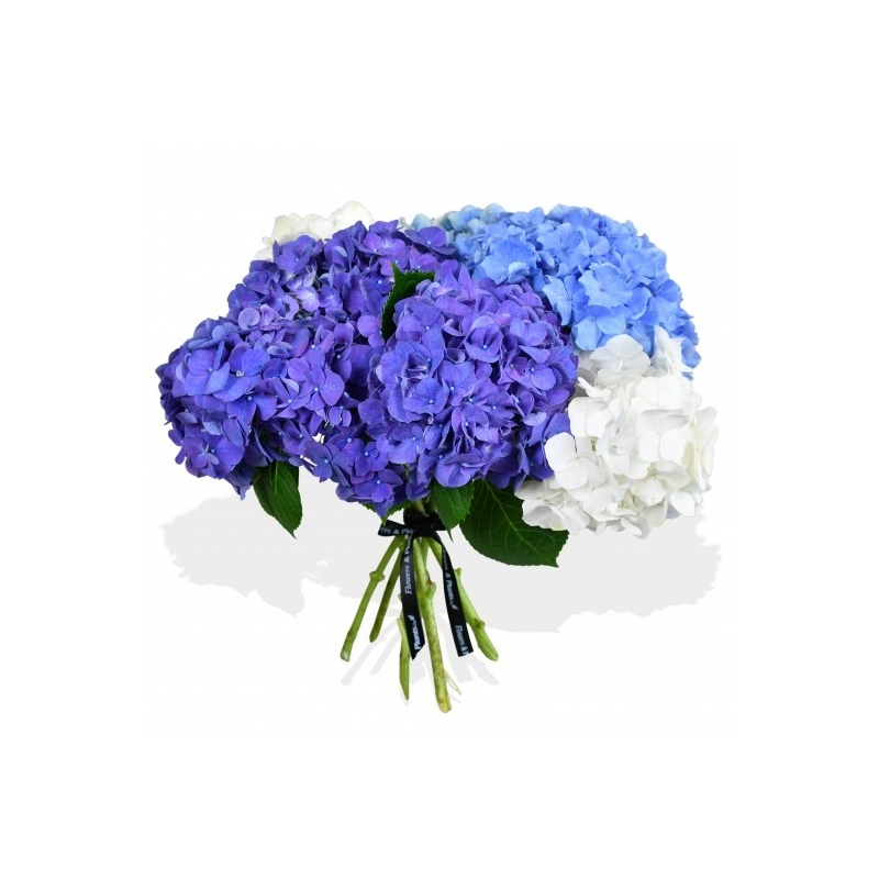 Buy Happy Hydrangea at Rushes, Flower Delivery