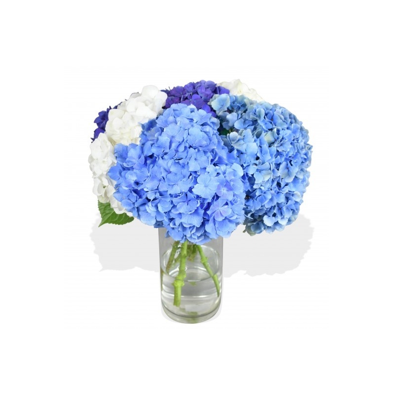 Happy Hydrangea - same day or named day delivery - Rushes Florist