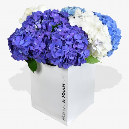 Happy Hydrangea - same day or named day delivery - Rushes Florist