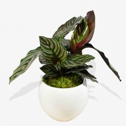 Calathea Sanderiana - same day or named day delivery - Rushes Florist