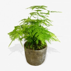 Asparagus Fern - same day or named day delivery - Rushes Florist