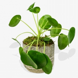 Chinese Money Plant - same day or named day delivery - Rushes Florist