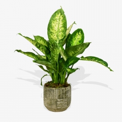 Dumb Cane - same day or named day delivery - Rushes Florist