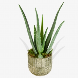 Aloe Vera - same day or named day delivery - Rushes Florist