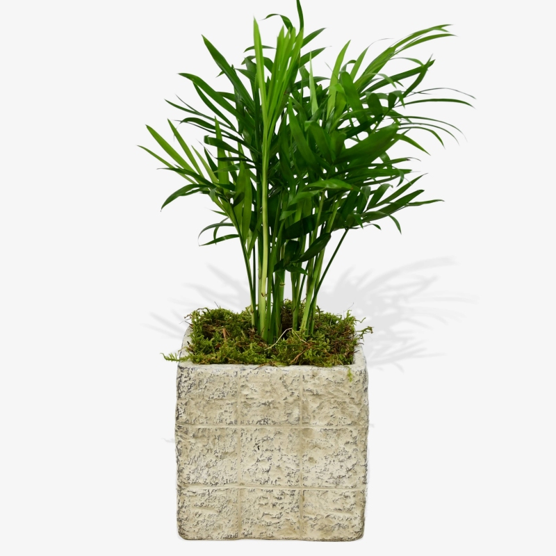 Parlour Palm - same day or named day delivery - Rushes Florist