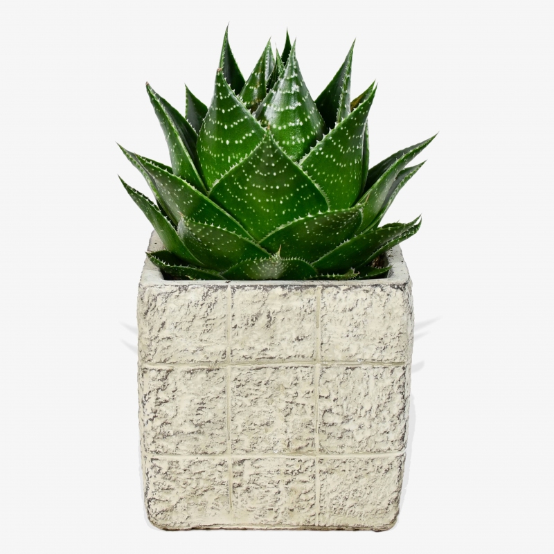 Aloe Comso - same day or named day delivery - Rushes Florist
