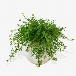 Thyme - same day or named day delivery - Rushes Florist