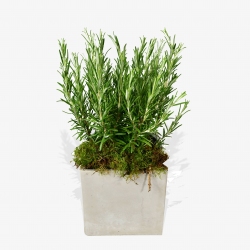 Rosemary - same day or named day delivery - Rushes Florist