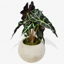 Alocasia Amazonica Polly - same day or named day delivery - Rushes Florist