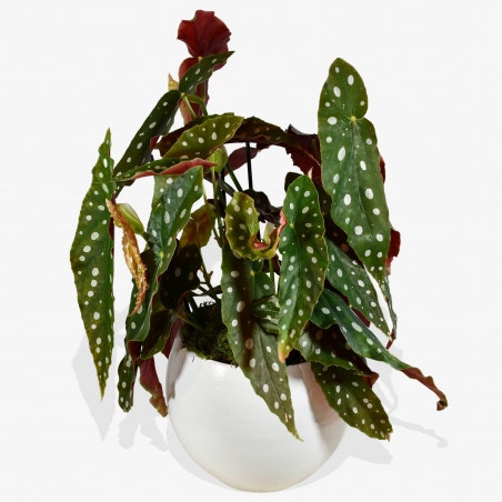Polka Dot Begonia - same day or named day delivery - Rushes Florist