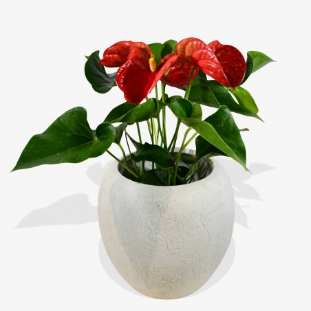 Red Anthurium - same day or named day delivery - Rushes Florist