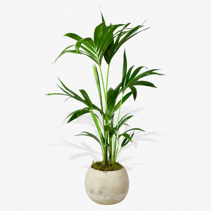 Areca Palm - same day or named day delivery - Rushes Florist