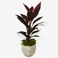 Cordyline Fruti Mambo - same day or named day delivery - Rushes Florist