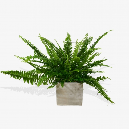 Boston Fern - same day or named day delivery - Rushes Florist