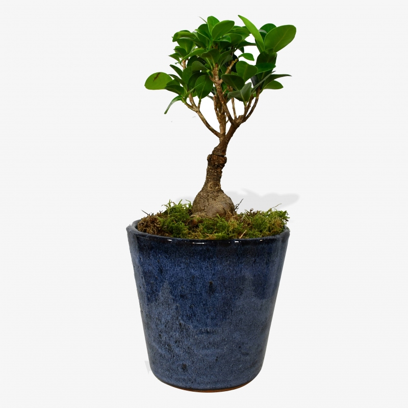 Ficus Ginseng - same day or named day delivery - Rushes Florist