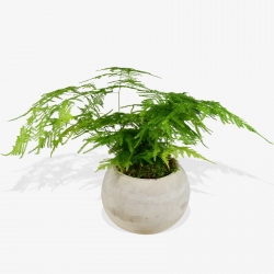 Asparagus Fern - same day or named day delivery - Rushes Florist