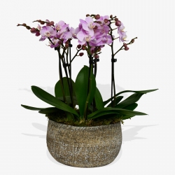 Pink Phalaenopsis - same day or named day delivery - Rushes Florist