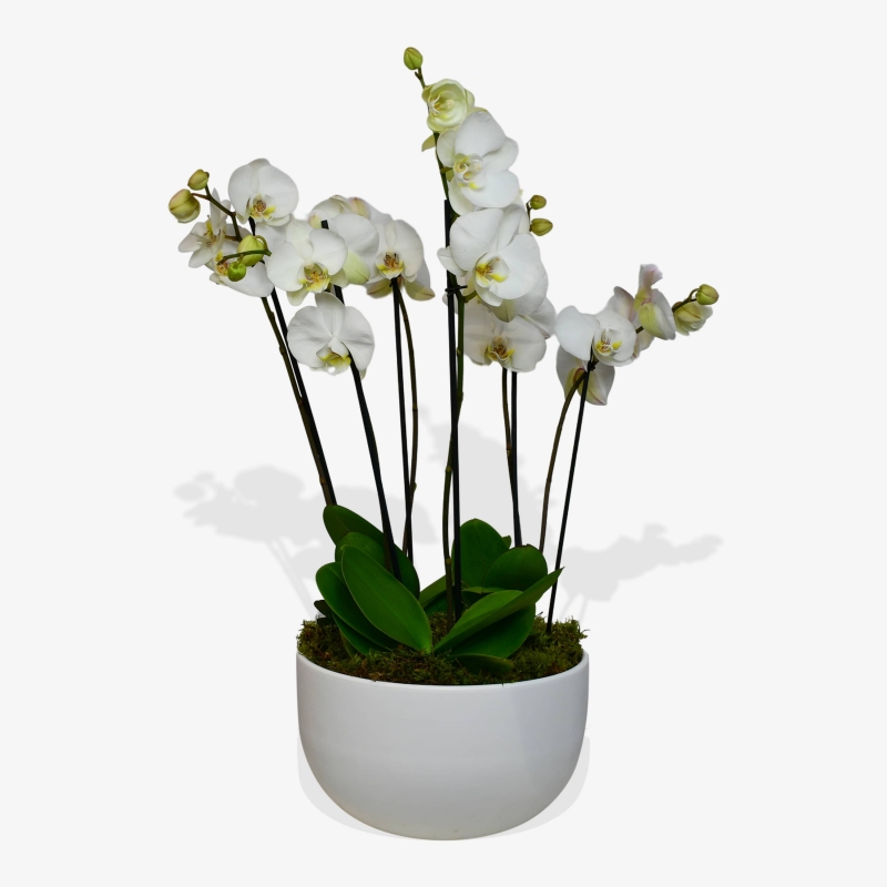 White Phalaenopsis - same day or named day delivery - Rushes Florist