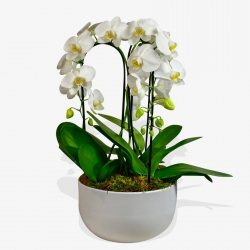 CASCADING ORCHIDS - same day or named day delivery - Rushes Florist