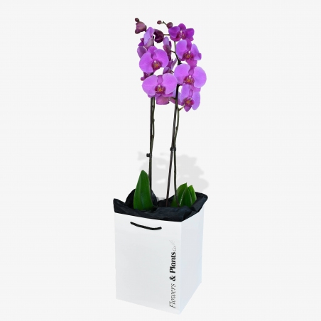 Phalaenopsis Orchids - same day or named day delivery - Rushes Florist