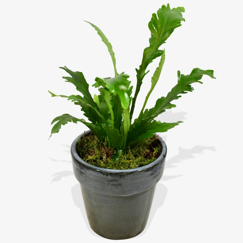Bird's Nest Fern - same day or named day delivery - Rushes Florist