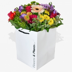 Lollipop - same day or named day delivery - Rushes Florist