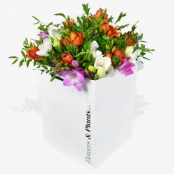 Freesia Fresca - same day or named day delivery - Rushes Florist