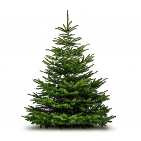 Nordmann Fir - same day or named day delivery - Rushes Florist