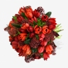 Tulips and Skimmia - same day or named day delivery - Rushes Florist Tulips and Skimmia - same day or named day delivery - Rushes Florist