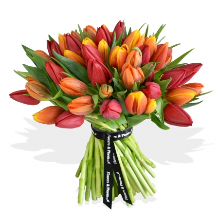 Mixed Tulips Bouquet - same day or named day delivery - Rushes Florist Mixed Tulips Bouquet - same day or named day delivery - Rushes Florist