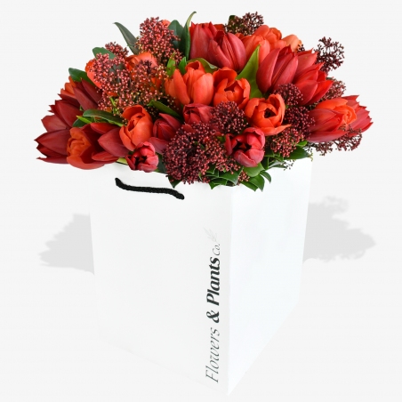 Tulips and Skimmia - same day or named day delivery - Rushes Florist